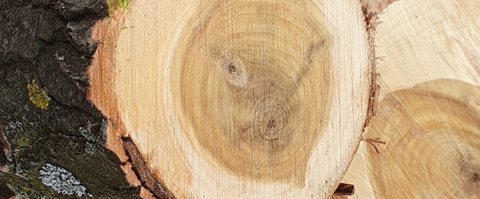 Váha dřeviny osika